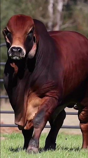 ⭕ Red Brahman Cattle ✅ Biggest Bulls And Cow
