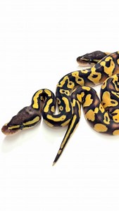 Ok here’s the full clutch 朗 Super Blackhead Pastel Ultramel x Super...