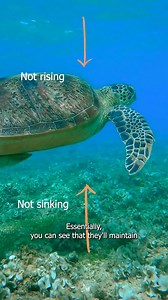 Did you know that buoyancy issues can be life-threatening for sea turtles? When a sea turtle becomes "positively buoyant," they can’t dive underwater, making it difficult to feed and avoid predators. 🤿🌊 This condition, often referred to as "Bubble Butt Syndrome," is typically caused by injuries, such as boat strikes, that lead to trapped air or gas build-up inside the turtle's shell. Poppy, our resident Loggerhead, was a boat strike victim who has this syndrome and was deemed non-releasable. T