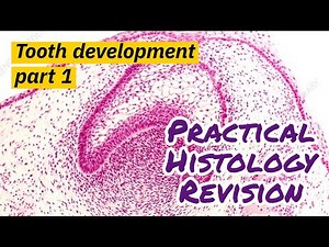 Practical oral histology revision tooth development part 1