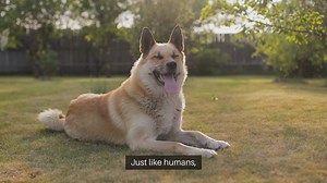 Pet Behavioral Health