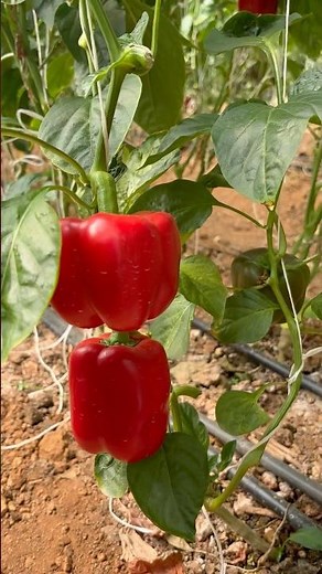 Red colour Beautiful capsicum harvest