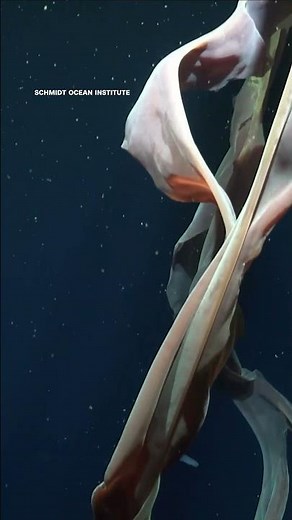 Scientists spot rare Phantom Jellyfish