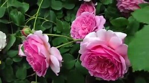 Amazingly beautiful rose garden! I can almost smell the air! So, watch the video... What do you think? | Pretty flowers