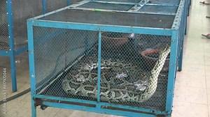 Snake Farm and a giant python in the cage