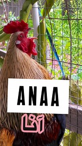 🐔🐔🐔Anna 🐔🐔🐔🐔🐔🐔🐔🐔🐔🐔🐔🐔🐔Oh Anna🐔🐔🐔🐔🐔🐔🐔🐔🐔🐔#anna #rooster #funnyvideos #chickensofig #meme #memesdaily #آنا #funnyshit #réel | Roya Khatoon