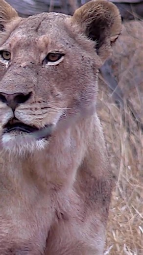 11K views · 294 reactions | A mother's cry echoes through the savanna, guided by love and instinct as she searches for her missing cub. #grief #griefjourney #intothewild #loss #fblifestyle | Porcupine Tours | Facebook