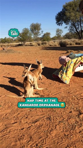 These kangaroo cuties have nap time at the orphanage ❤️🦘 #wildlife #australia #animal | Furry Tails