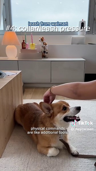 Essential Puppy Training Tips You Must Teach Your Corgi