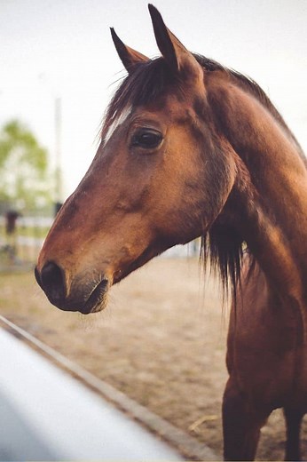 What Does A Horse's Ears Tell You? Decoding Equine Signals