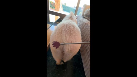 Scratching Roxy The Pig's Rump