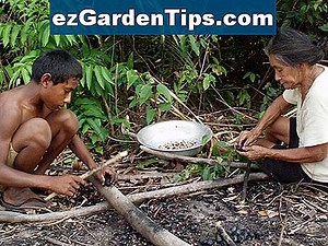 Importance de la classification des plantes 🌱 Conseils Jardiniers - Fr.ezGardenTips.com