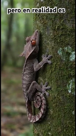 🦎 El lagarto que parece una hoja seca 😱