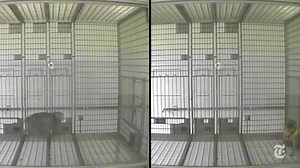 Monkeys Built to Mimic Autism-Like Behaviors May Help Humans