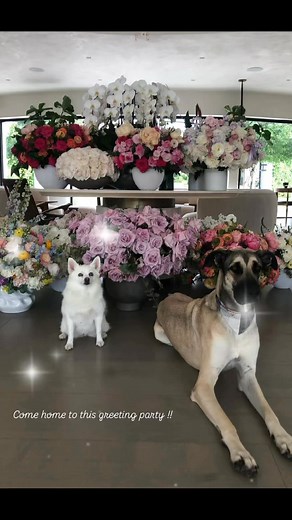 Flowers in full bloom after Ivanka Trump’s birthday — beauty that keeps on growing. 🌸✨” #IvankaTrump #BirthdayBliss #BloomingBeauty #ElegantMoments | Fashion and Style Trump family