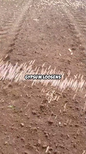 Gypsum vs Clay Soil. Soil Amendments #regenerativegardening #livingsoil #soilhealth