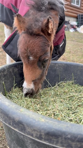13K reactions · 109 shares | Did I shake out a flake of alfalfa hay so my princess could enjoy the leaves and soft stems? Yes. Were the baby cronchies worth it? Also yes 凉凉凉 #foal #minifoal | Becca Hammon | Facebook