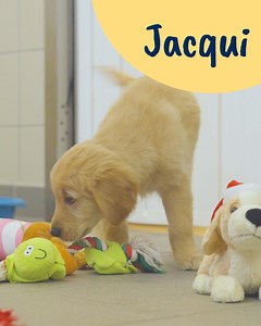 10K views · 190 reactions | Join a litter of golden retriever guide dog puppies for the final instalment of puppy playtime in 2024!  Watch now on our YouTube channel  https://bit.ly/4gkjYR0 [Visual description: Video shows a litter of golden retriever guide dog puppies running and around and playing with Christmas toys in an indoor pen. Their names appear on screen as they enter the shot, the names in order are Grace, Devine, Poppy, Jacqui and Nell.] | Guide Dogs UK | Facebook