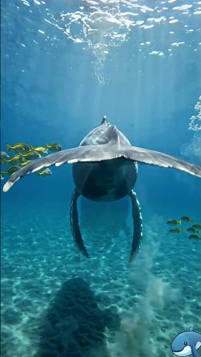 🌊 The Largest Blue Whale Ever Seen in the Deep Ocean | Stunning 4K Wildlife #whale #wildlife #ocean