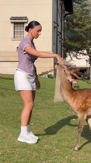 Unforgettable Moments: Tourists & Nara Deer Bonding #narapark #deer #japantravel #japan #trending #nature #cuteanimals | Avasaad