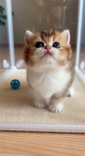 “From SCREAM to SWEET 😱🐱 | This Kitten’s Mood Switch Is Hilarious!”