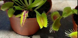 Altman Plants, Live Venus Fly Trap Live Plant, Live Venus Flytrap Live Plants Indoor in Venus Fly Trap Soil, Indoor Plants Live Houseplants in Venus Fly Trap Pot, Venus Fly Trap Plant House Plants