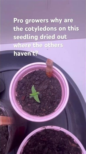 Cotyledons dried out in seedling is this normal?