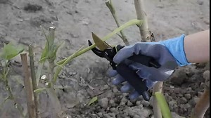 Premium Bypass Pruning Shears, Heavy Duty Ultra Sharp Hand Pruners, Professional Garden Scissors, Rose Clippers for Plants and Tree Ttrimmers, Multipurpose Garden Shears for Gardening