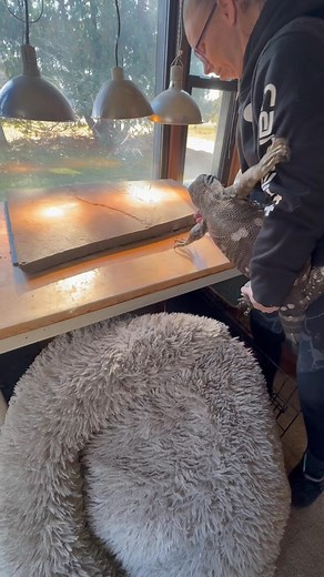 20K views · 914 reactions | Getting some lizard love | The Legend Lizards | Facebook