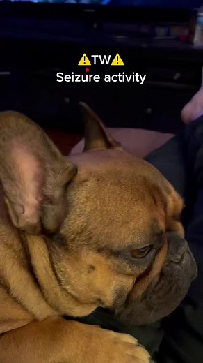 Understanding Petit Mal Seizures in Dogs: A Personal Journey