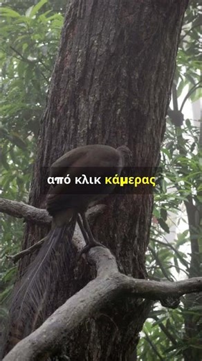 το ζώο που τραγουδάει #shorts