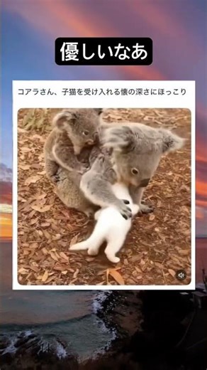 可愛すぎるwww #コアラ#子猫#かわいい#shorts#癒し