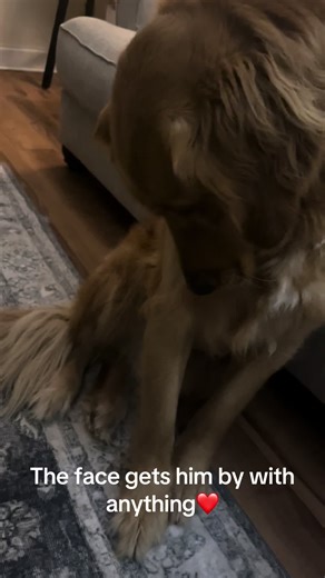 How could anyone get mad at that face? Gets by with a lot lol | dog face