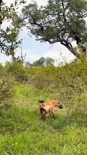 427K views · 2.5K reactions | Lion cubs VS Hyenas | Roy Zever | Facebook