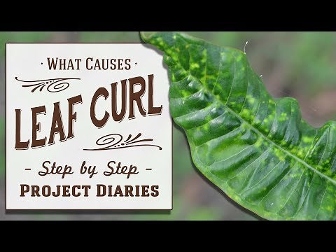 ★ How to: Diagnose & Treat Leaf Curl / Yellowing Leaves (Inc. Lemon Tree Update)