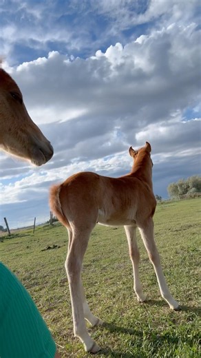 These two are to cute #therealhorsejourney #real #play