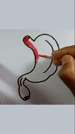 Stomach Anatomy Drawing (Very Easy) #stomach #drawing #youtubeshorts #ytshorts