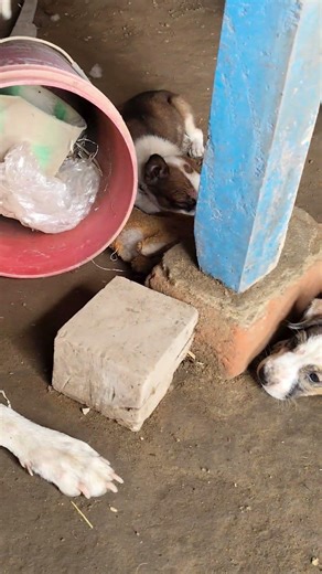 This Little Puppy Is Waiting for Food… It Broke My Heart 🥺🐾