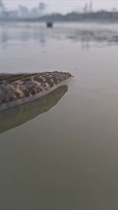 Telamia mach 🐟🐟🐟 | Unity Farm