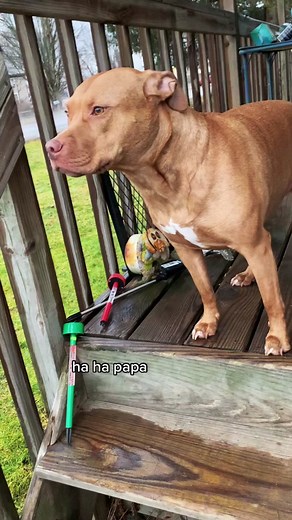 Excitement for Papa's Semi Truck Drive-By