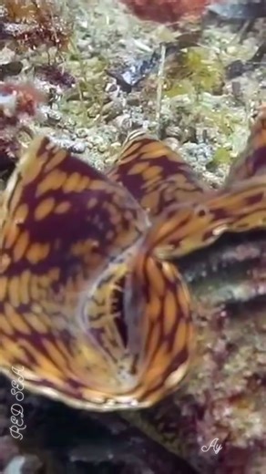 Beautiful giant Clam 😍🦪 #clams #clamshell #underwaterworld #redsea #anemone #clamshells #scubalife #reelsfacebook #reelsviralシfb | Red Sea Diving
