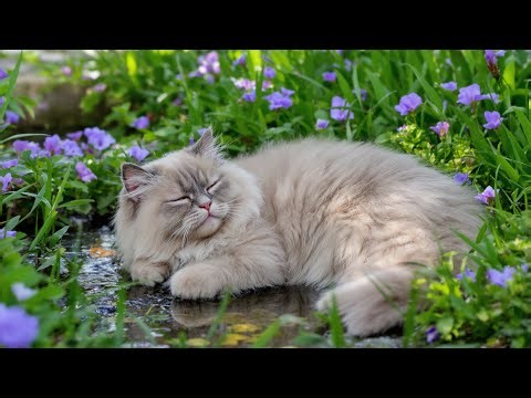 Peaceful Cat Therapy 🐱 Healing Harp Tunes & Purring Sounds for Comfort and Sleep