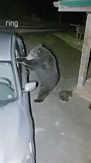 How would you explain this one to your insurance company? 😅