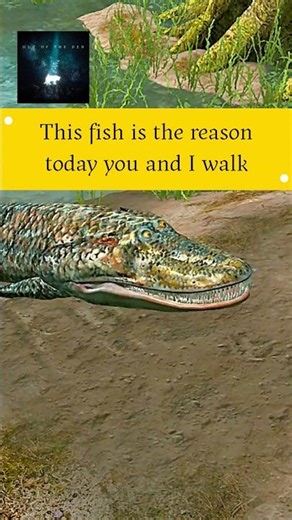 Tiktaalik roseae represents the critical evolutionary bridge #ancientanimals #evolutionarybiology