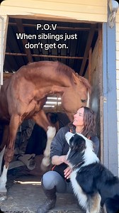 704K views · 5.3K reactions | Sox just doesn’t like Steve and poor little Steve just wants to be friends with him. #Stallions #sox #stud #dragon #horsetrainingtips #showjumping | Tanya Tydeman | Facebook