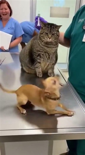 😂🐶 Chihuahua Overacting At Vet Cat Fixes It