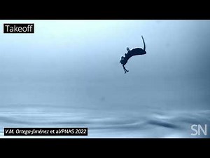 Scientists Capture Footage Proving These Tiny Critters Are Master Acrobats