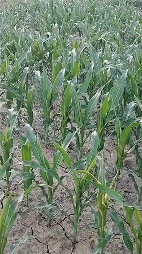 Indian farming#farming #trending #youtubeshorts #villagelife