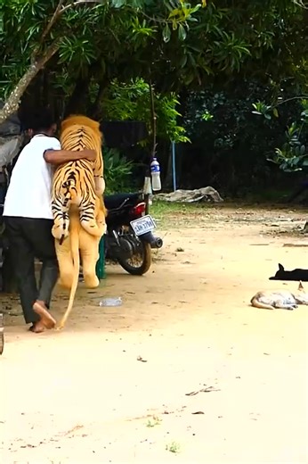 3.6K views · 17 reactions | Best Prank Funny Sleep Dog Vs Fake Tiger #LIVEIncentiveProgram #prankware #pranktime #PaidPartnership #LIVEStory #funnyprank | Nelson Official | Facebook