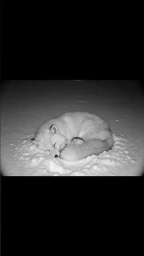 Baby Chick Finds Warm Shelter in a Friendly Fox | Heartwarming Animal Moment